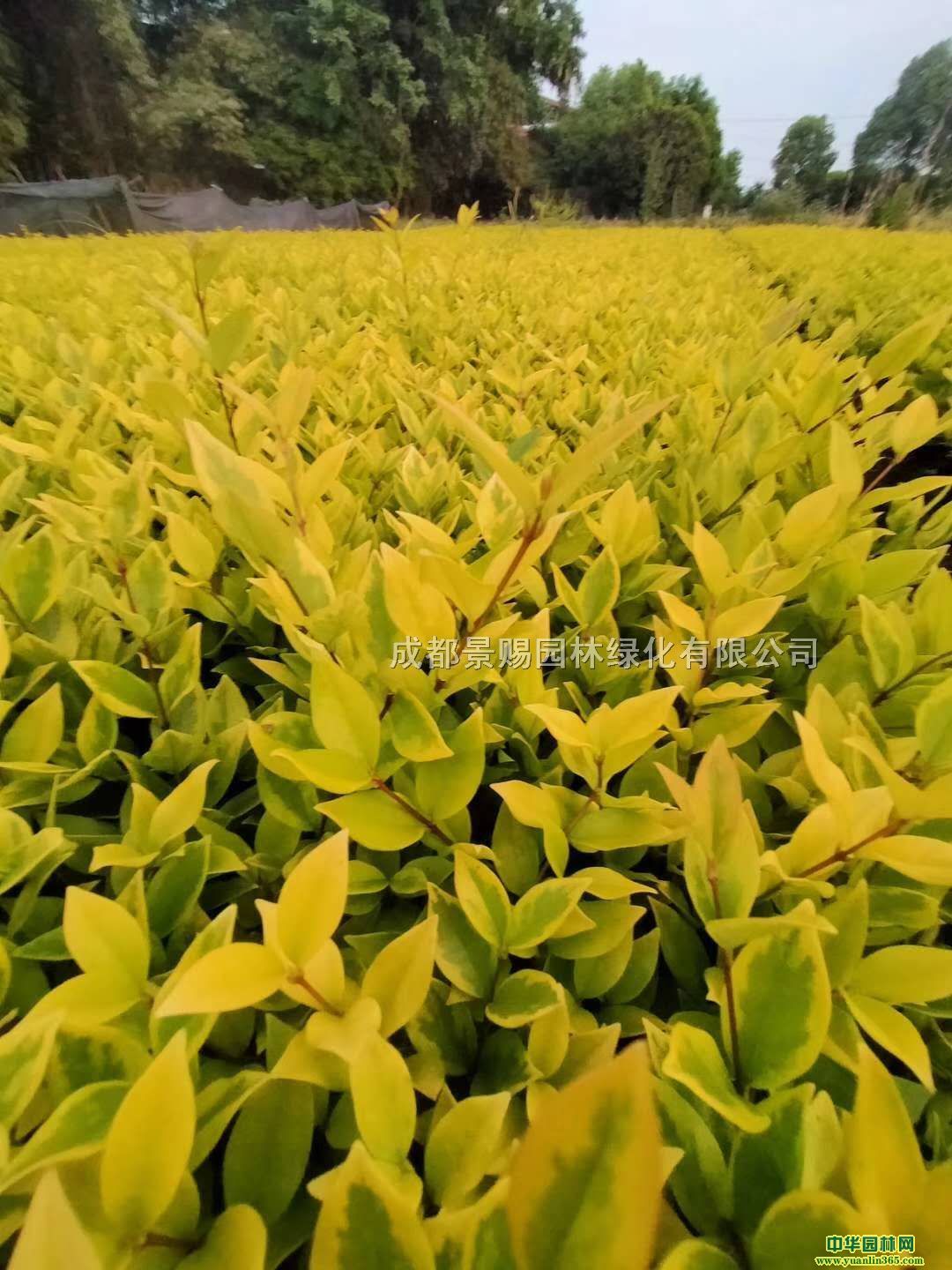 ɭŮؑСr񡢽ɭŮֱؑ