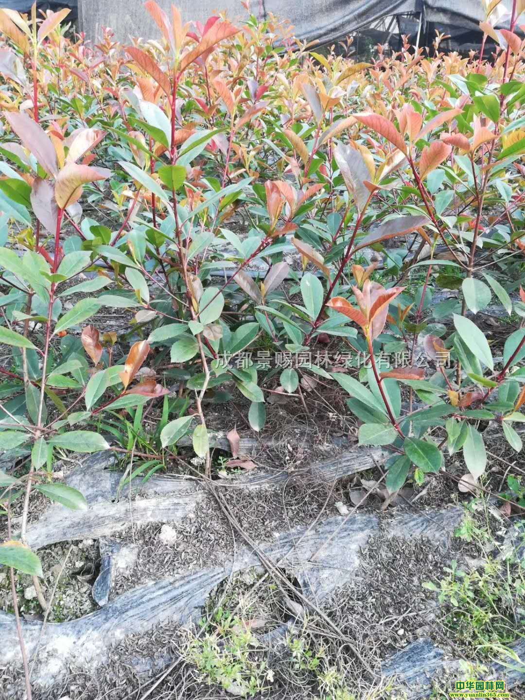 t~ʯ骴l(f)t~ʯԼ؛̓r̎