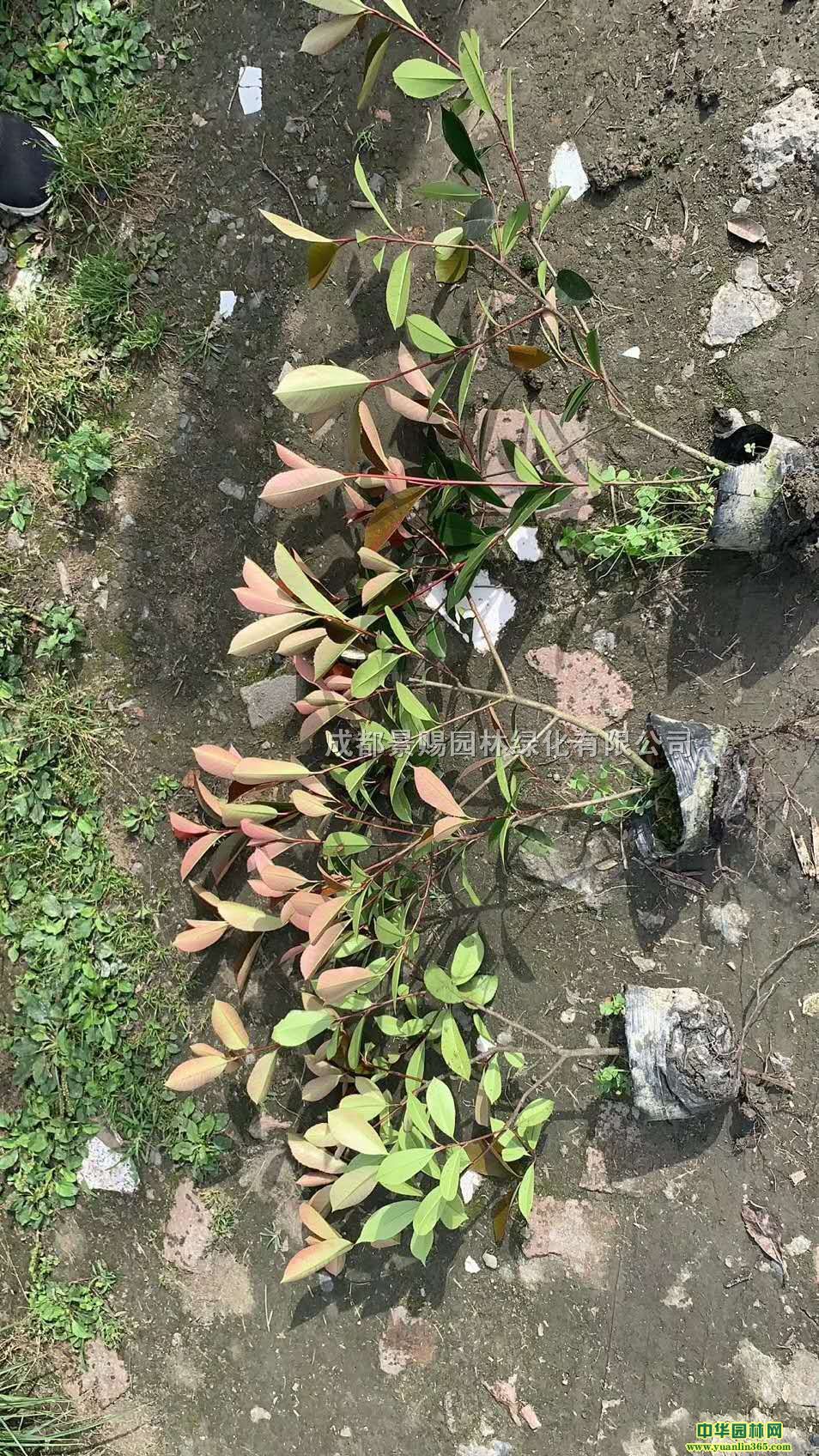 16t~ʯl(f)t~ʯ骃r(ji)