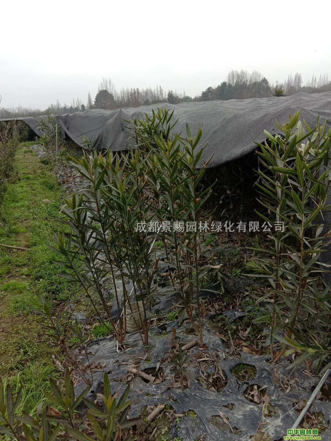 AԮa(chn)NAl(f)r(ji)