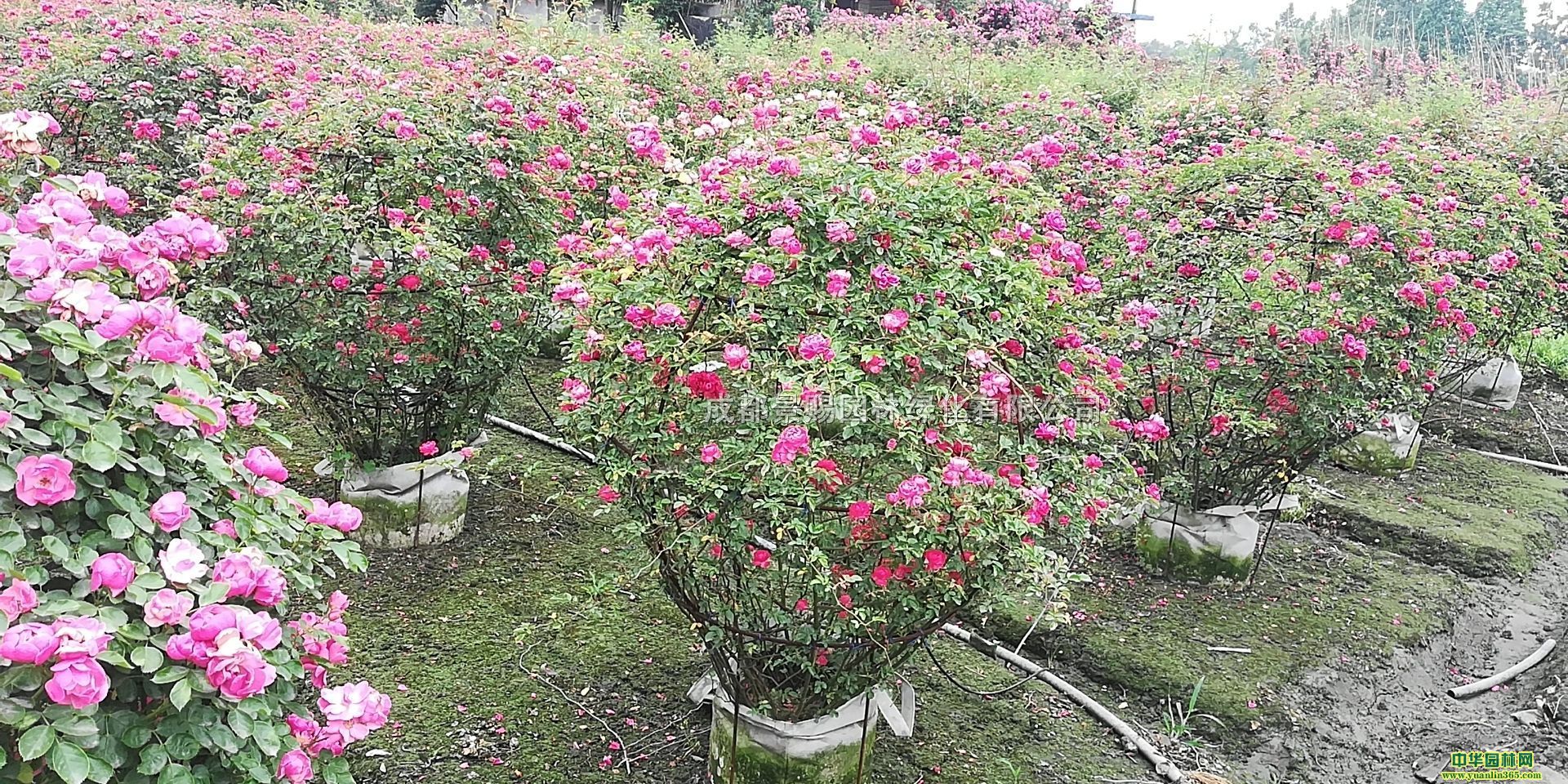 t¼l(f)r(ji)¼شl(f)