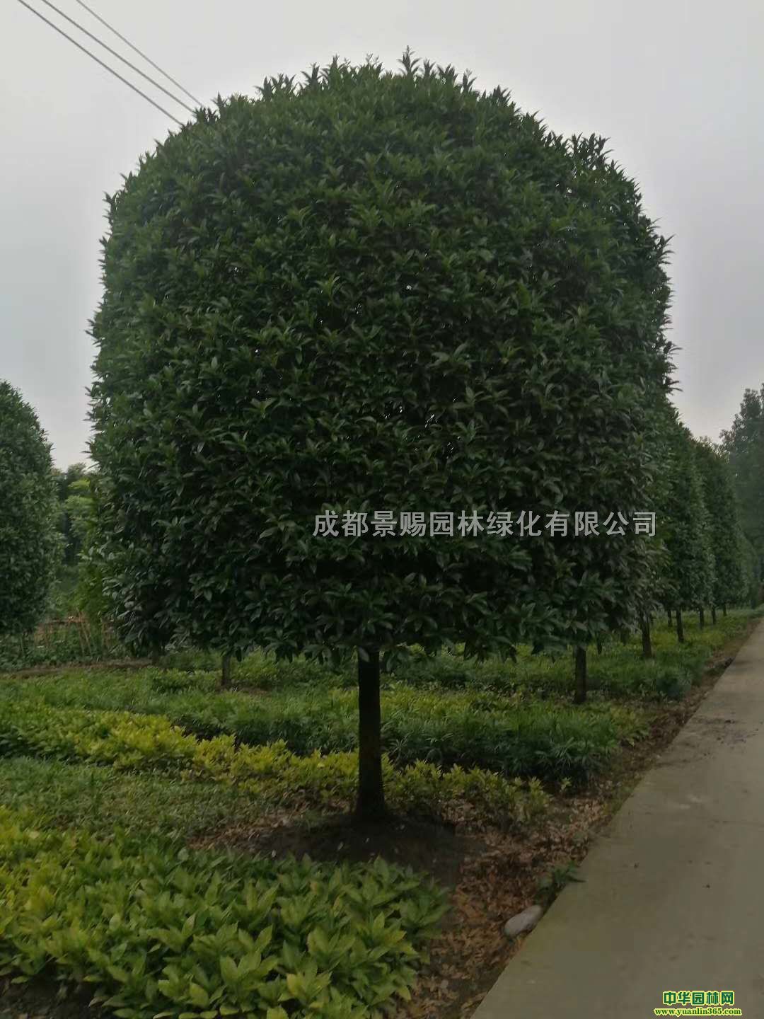 15-16ֹ𻨺؛l(f)r𻨻ֱ