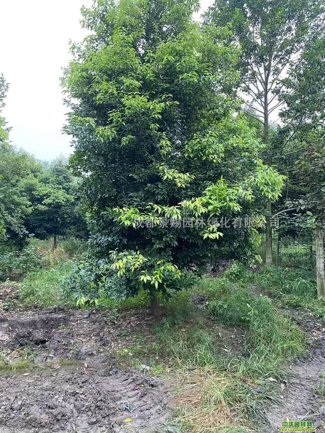 11-12ùl(f)ùԮa(chn)N