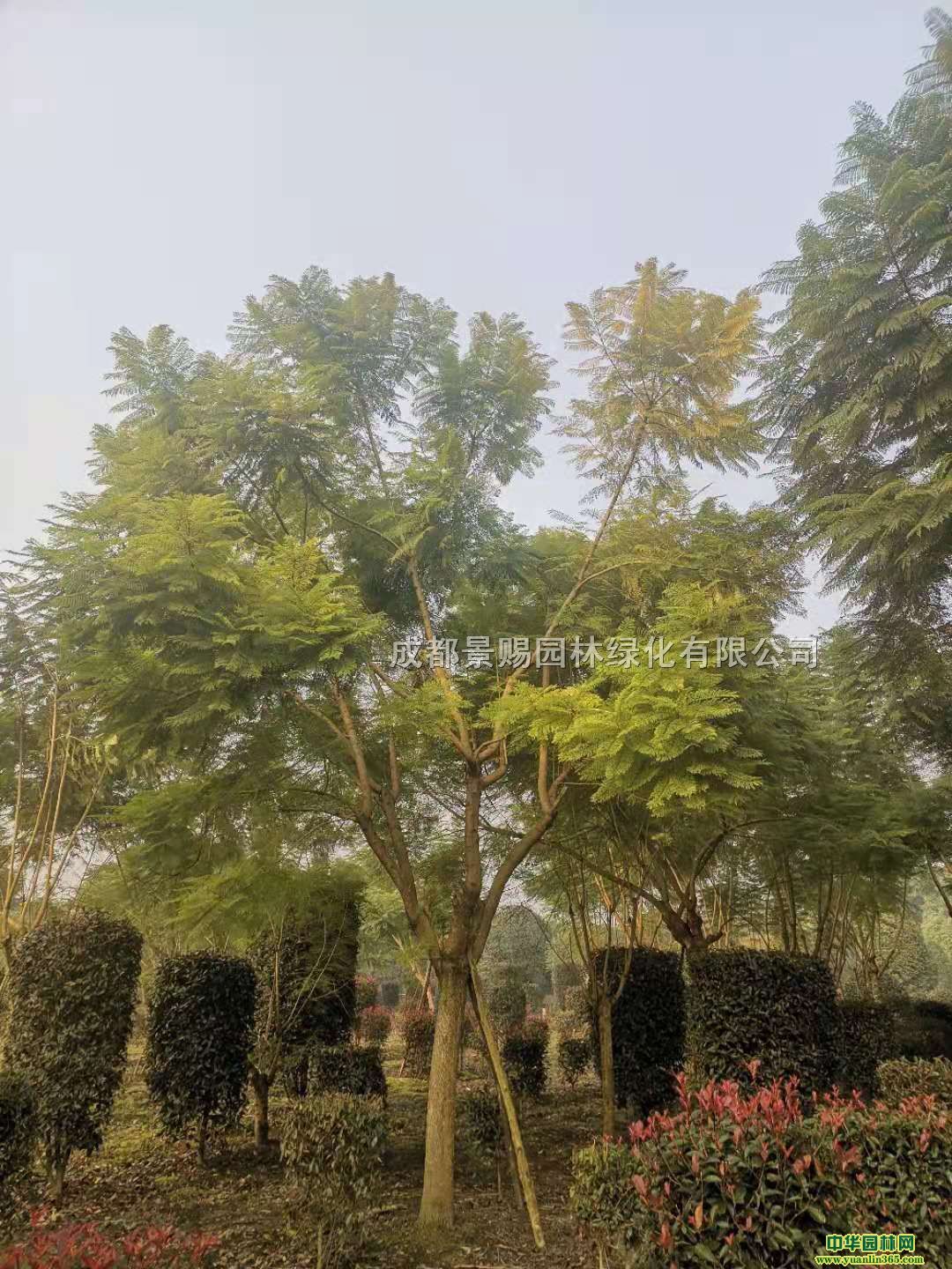 {(ln)l(f){(ln)麴l(f)