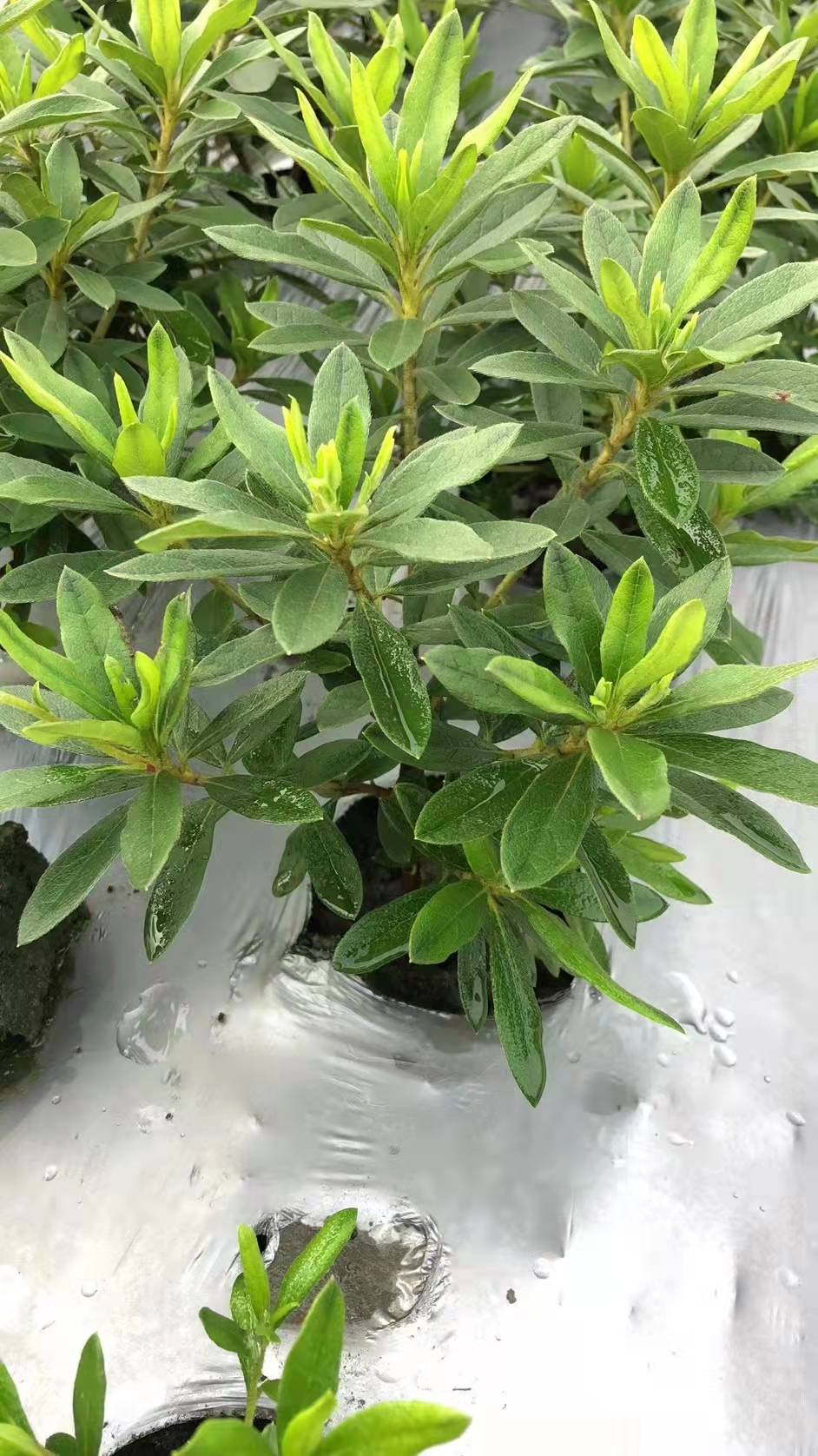 ëNɢ\l(f)r(ji)ëNl(f)