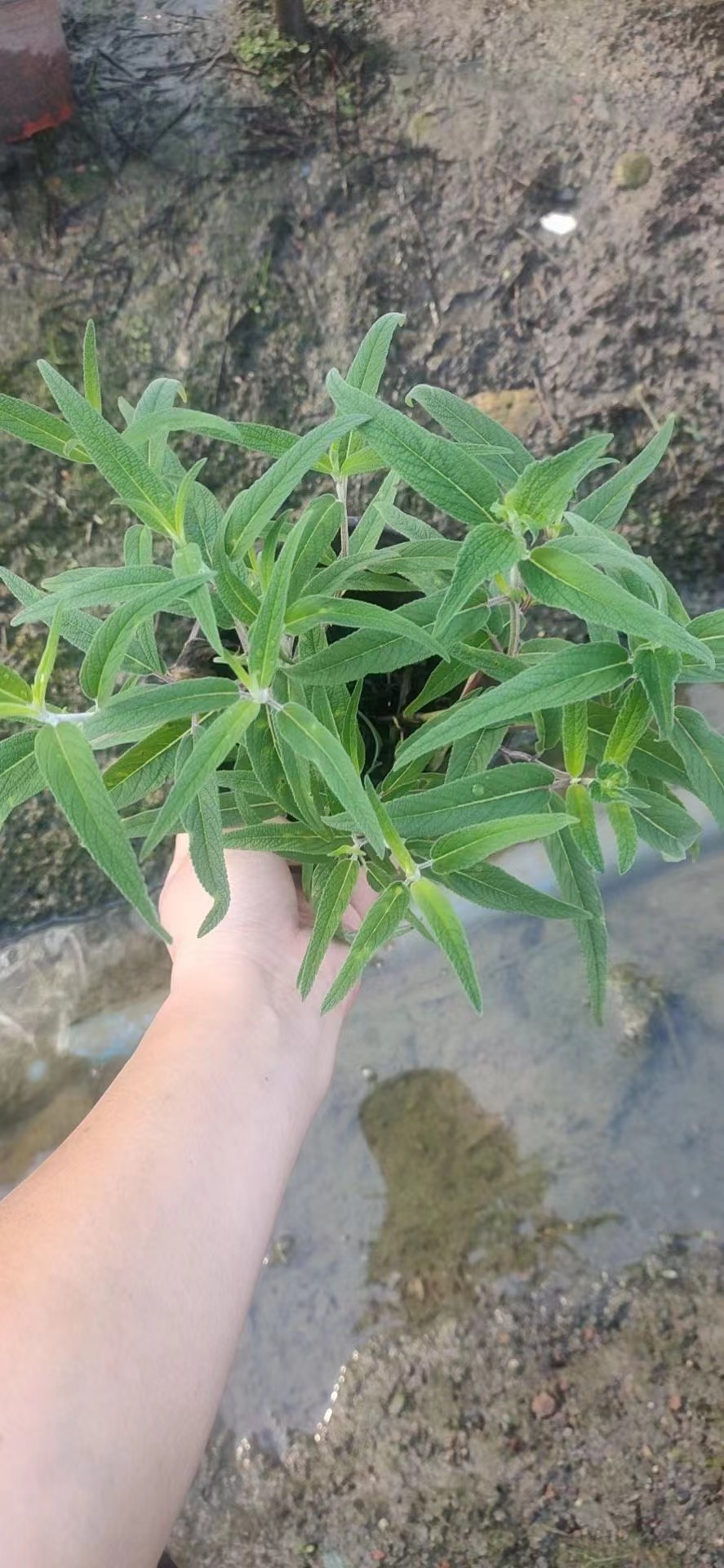 βԮa(chn)Nīβl(f)r