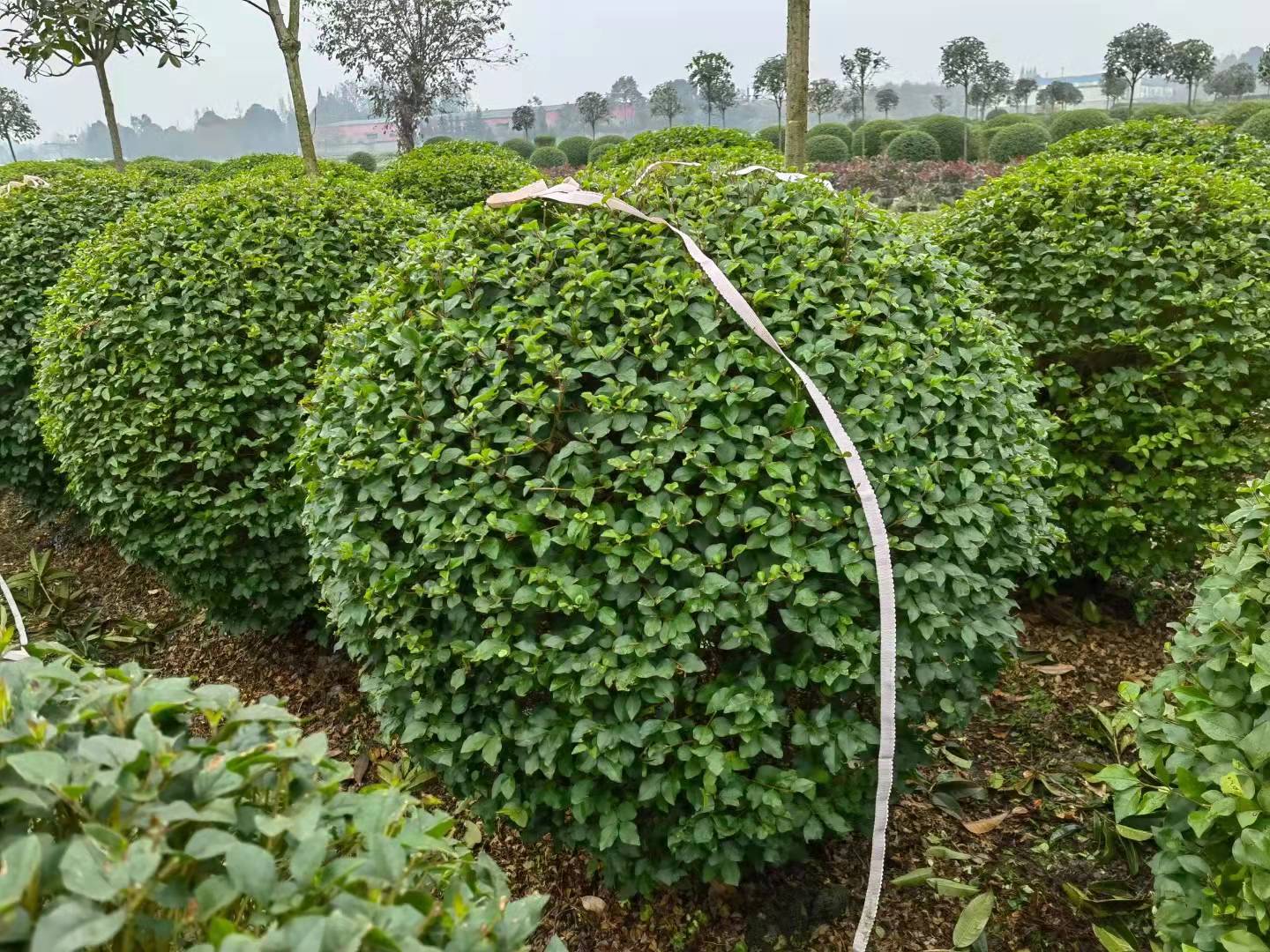 С~Ůؑ򹤳lС~Ůؑl