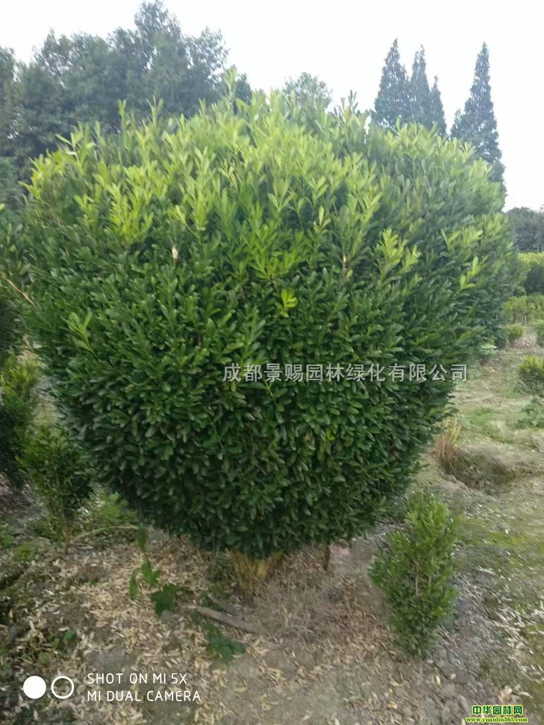 1-1.2׵С~Sl(f)С~Sr(ji)(yu)