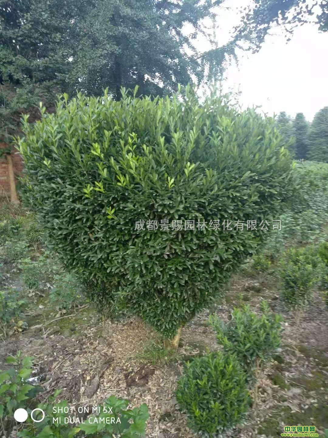 80-1С~Sl(f)r(ji)С~Sl(f)