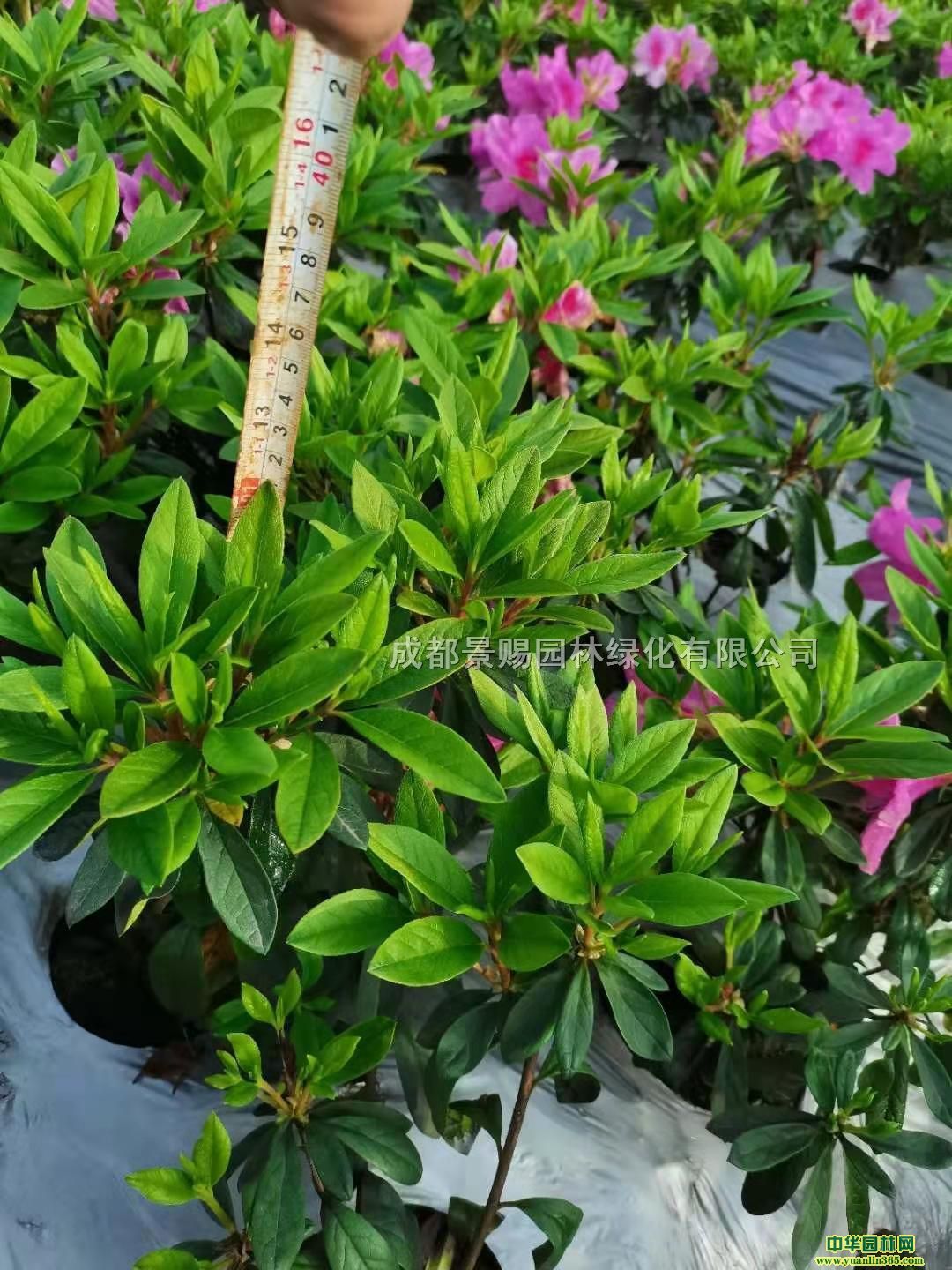 ëNëL(zhng)l(f)ëNr(ji)