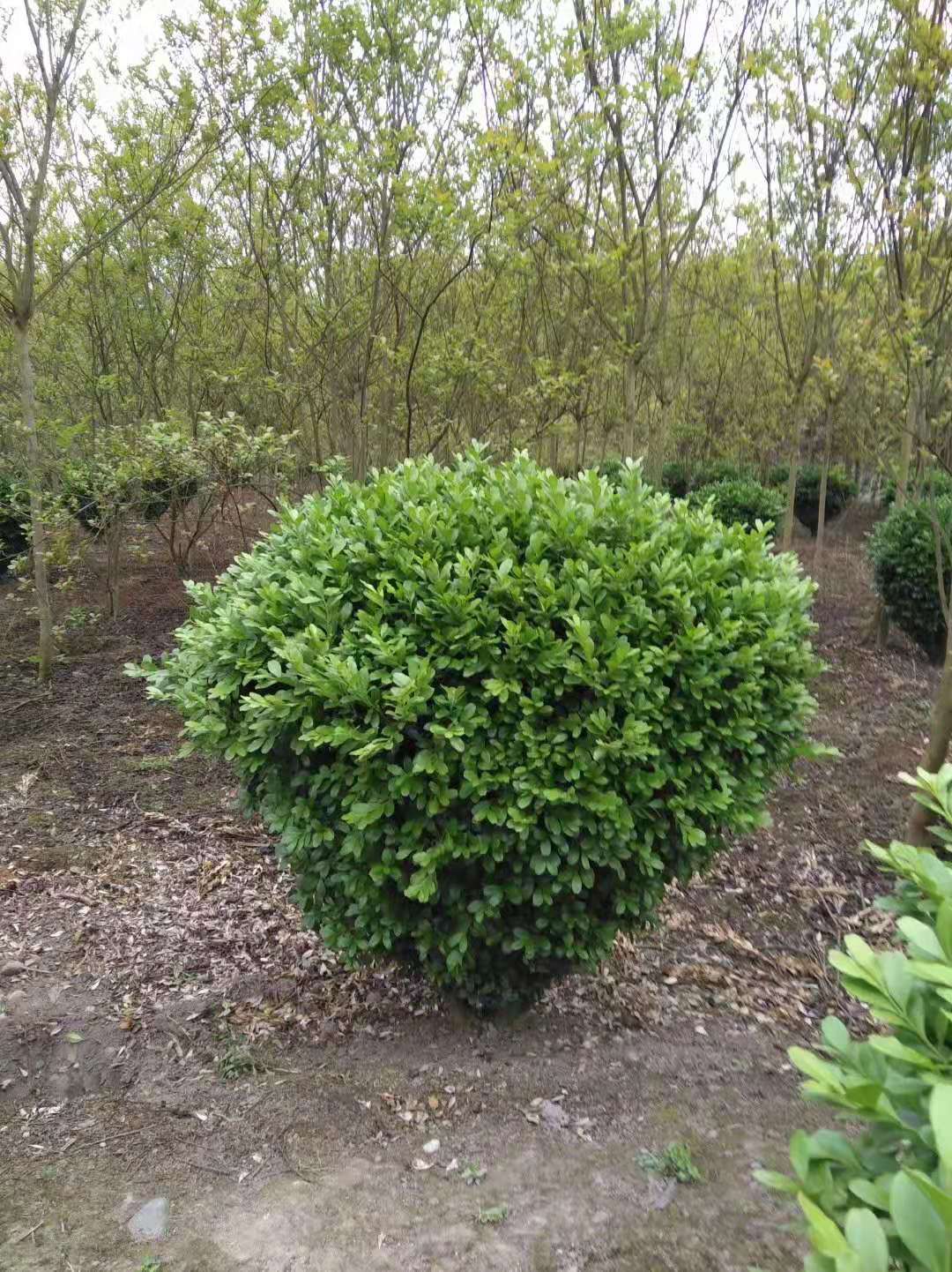 80Sl(f)r(ji)С~Sl(f)