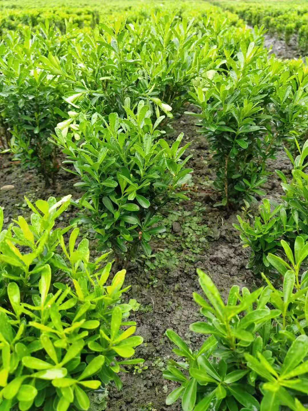 С~SԮa(chn)N(xio)С~Sl(f)r(ji)