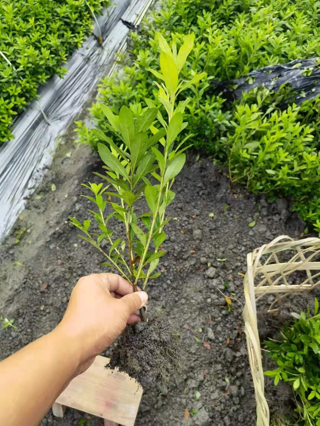 ëNr(nng)l(f)ëNl(f)r