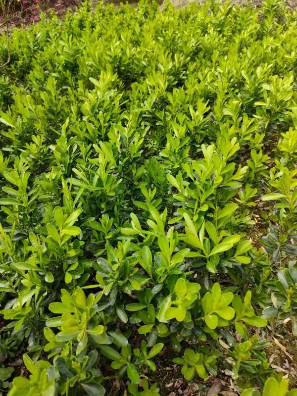 С~SСl(f)r(ji)(yu)