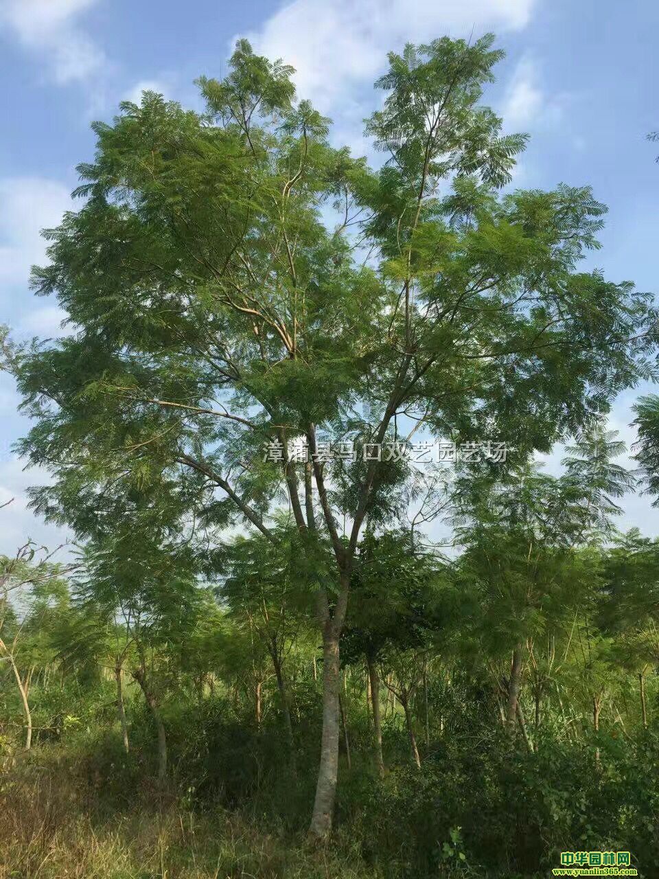 {麻ֱN߶5סڷ3סr900