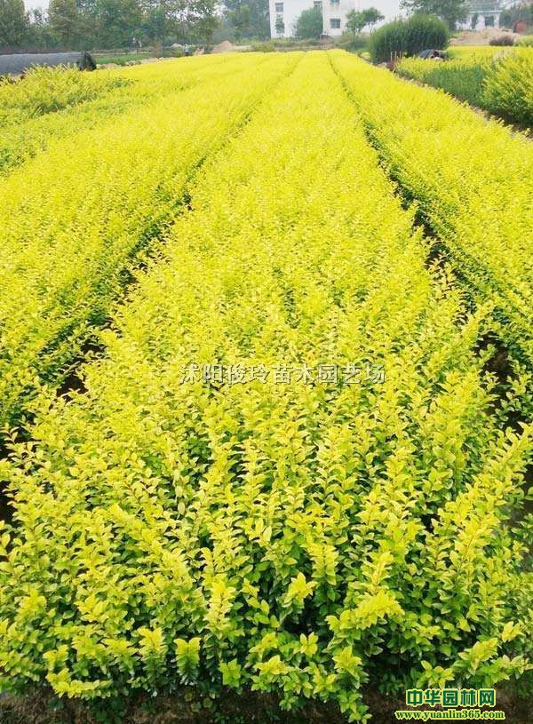 Gľ~Ůؑ~Ůؑ硢~ŮؑS~Ůؑ