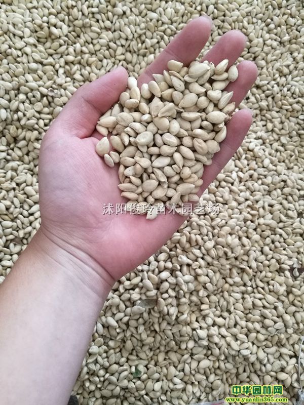 ٷNךNךСFhկ