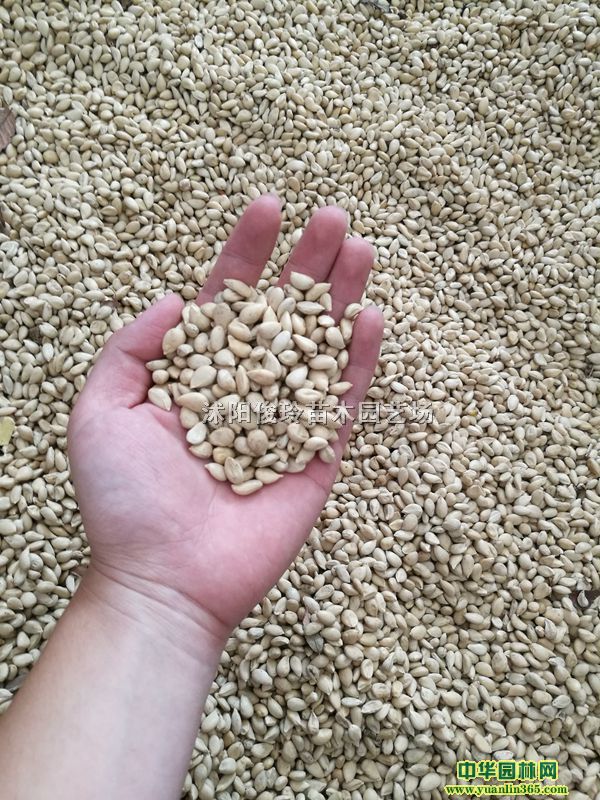 ٷNךN١ך۽۷NךС