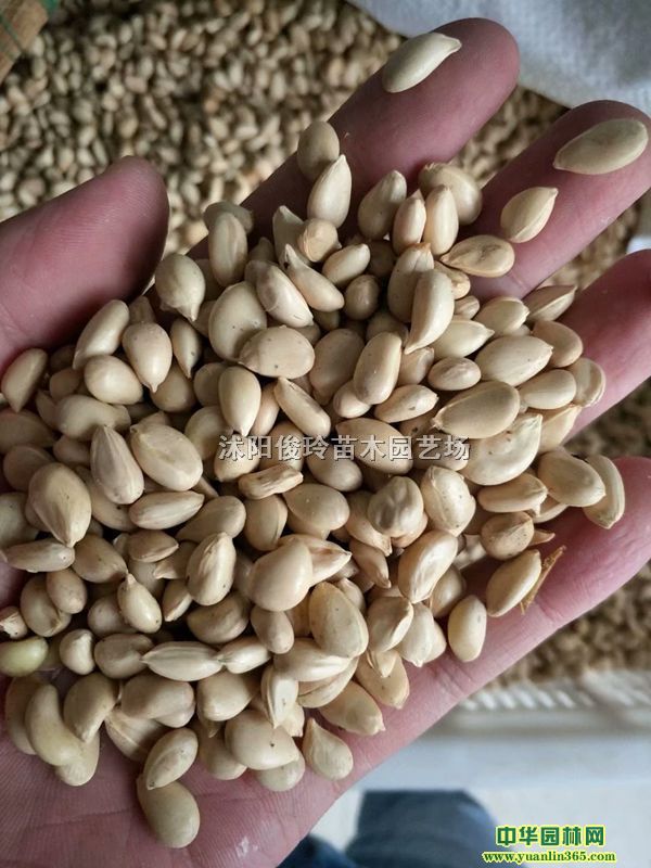 ٷNךN硢СךFhկ۽