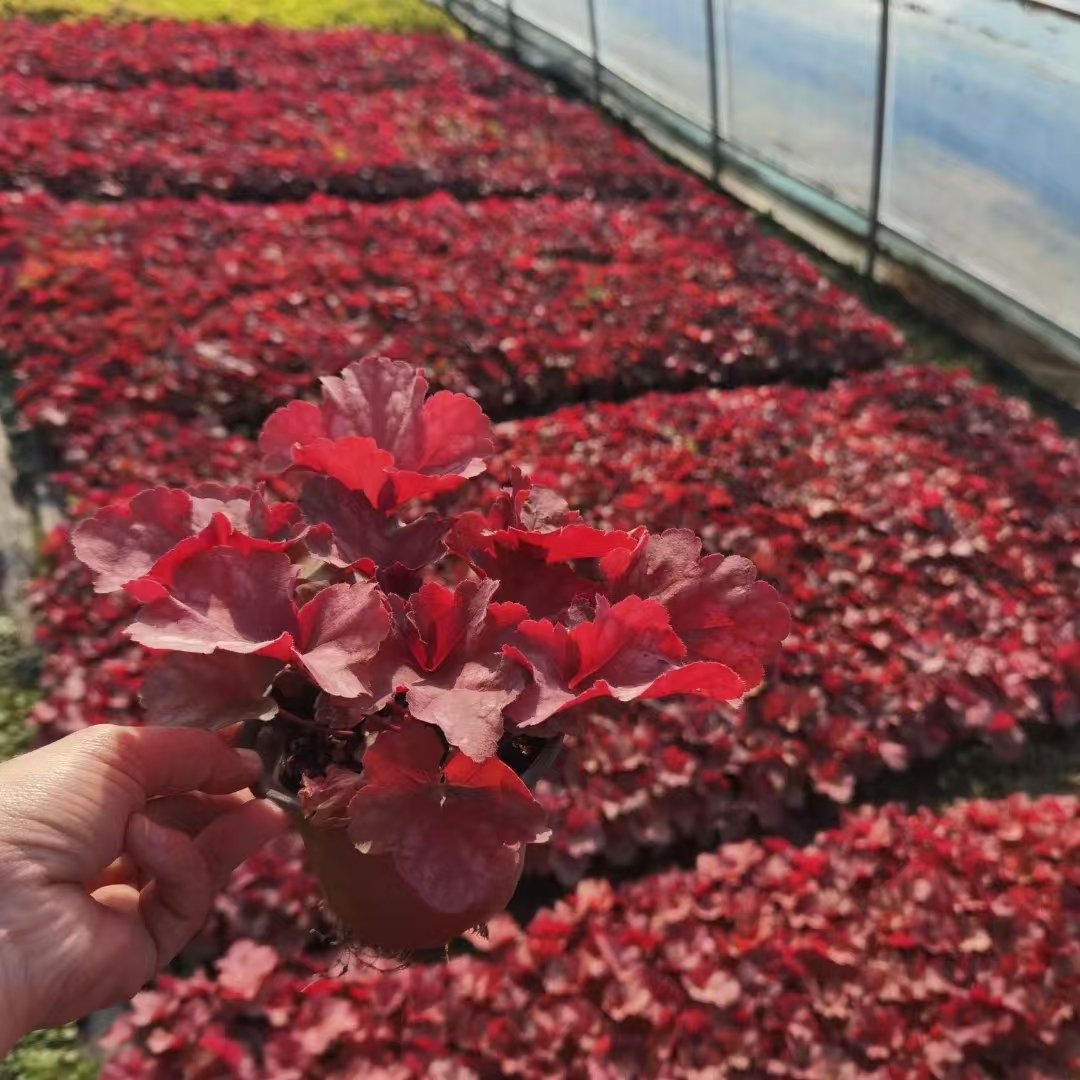 tɫ\\\ݻtɫ\硢tɫ\ݻ