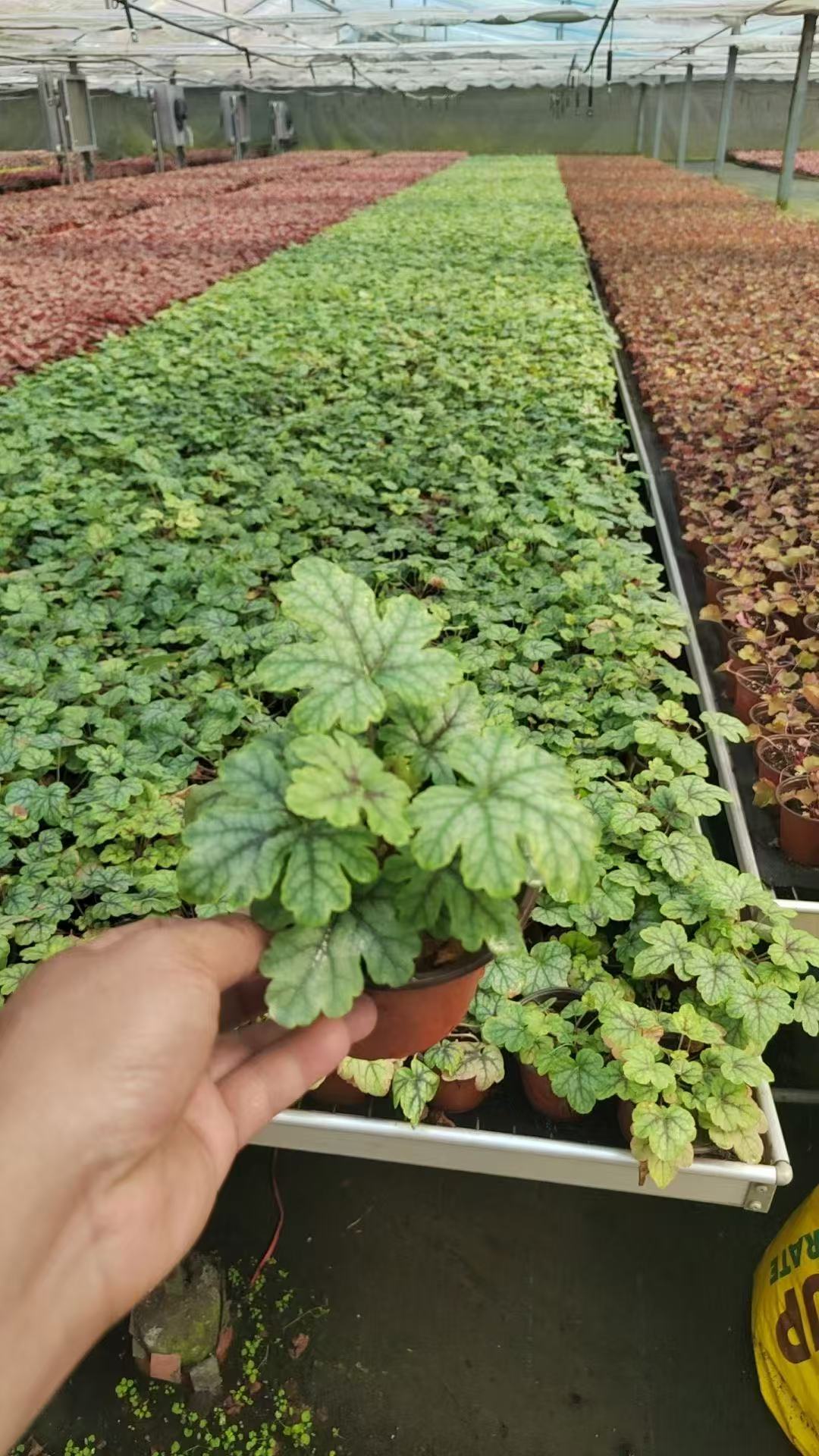 Gɫ\\\ݻGɫ\Gɫ\ݻ