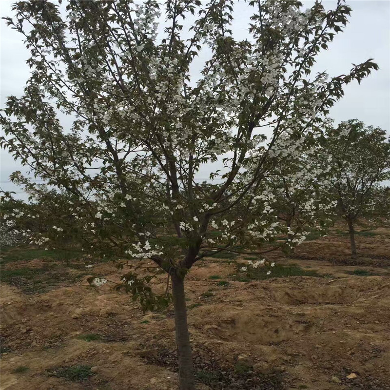 Ιѿɽ¡ͥԺ·߅^pֲγɻľ^