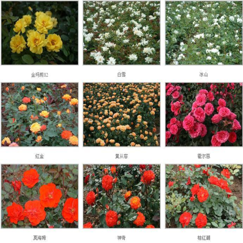 S¼ֽоۻ¼ǬF¼N֮һ