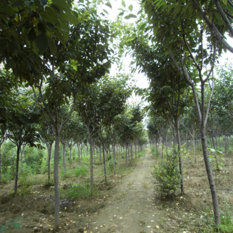 ֱNɽѻɽѻءɽѻlă