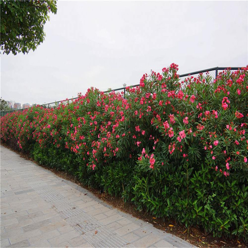 l(f)AҡGľAҘ硢ͥԺe