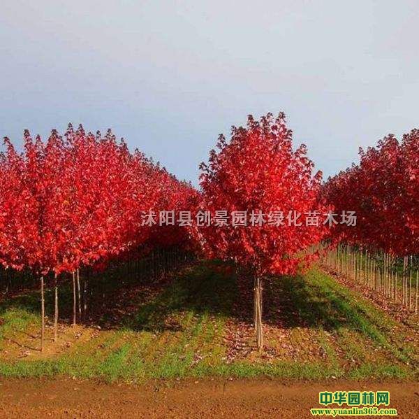 l(f)̾Gľ(yu)|(zh)(gu)t(sh)޽(gu)t^pֲ