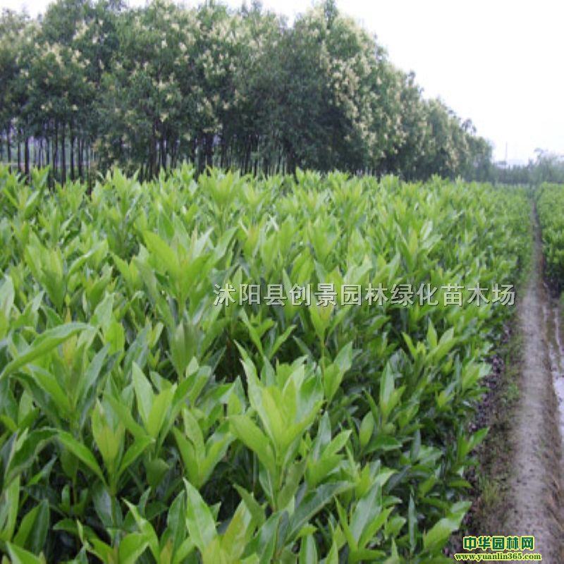 ֱNGh䡢ɺ䶬hʉGľ