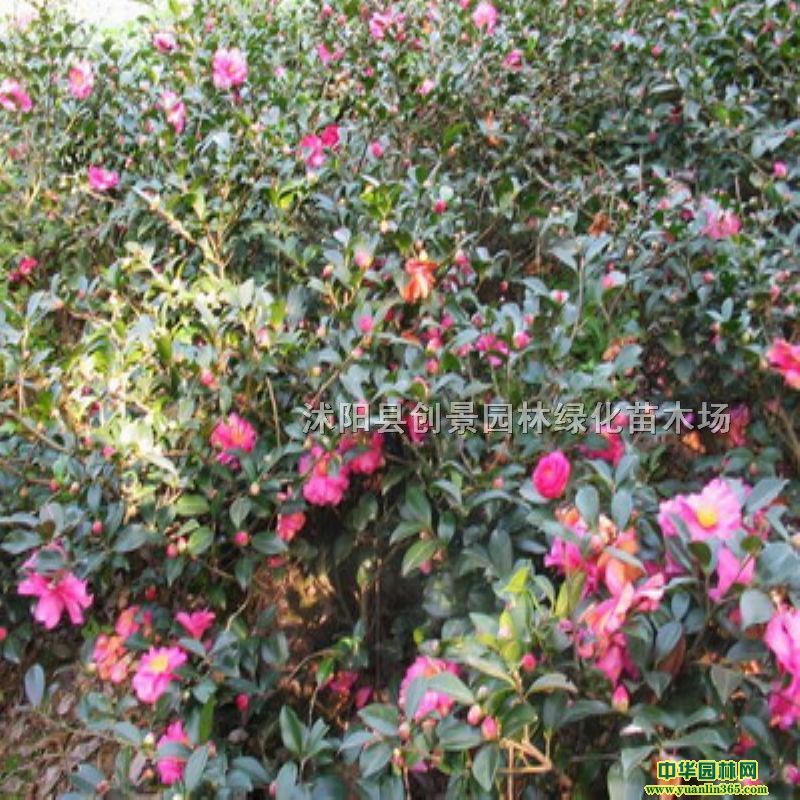 ֱN(yu)|(zh)ľꡢr(yu)