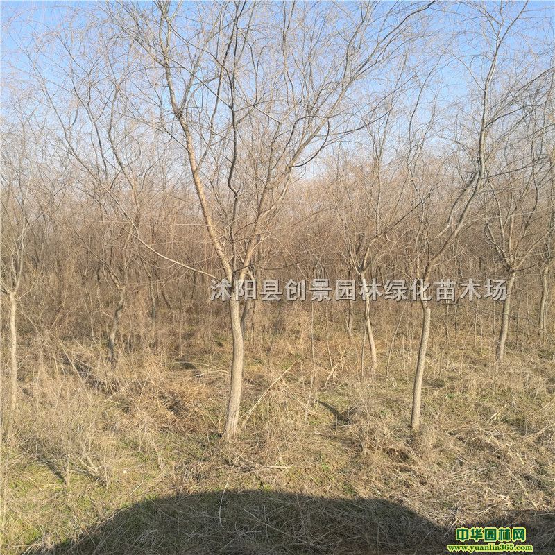 l(f)@еL(fng)ֲ﹤̾Gľ޽ӽz