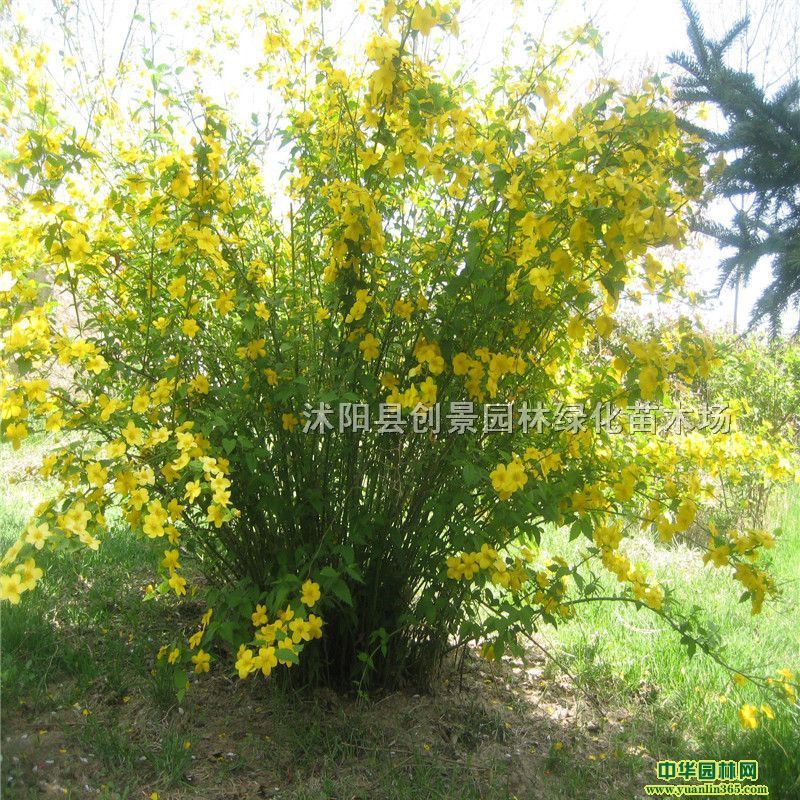 Sõ@־Gľl(f)ֲGֲS÷ľ