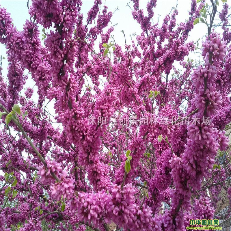 G硢GľUGGGGľ