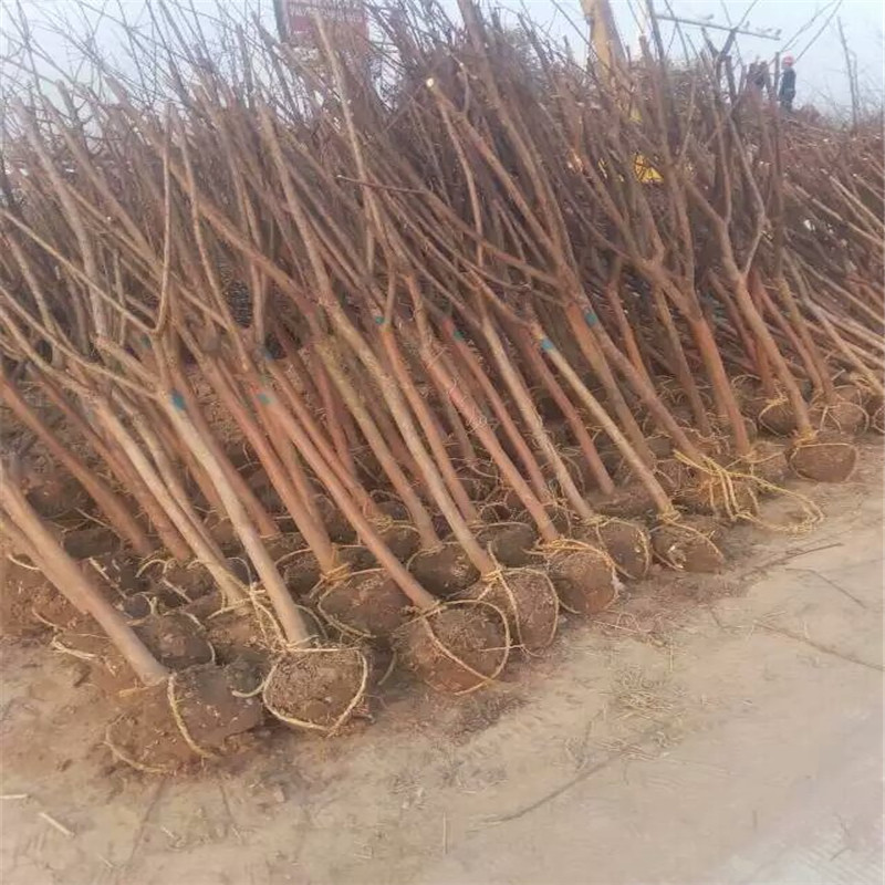 t~ޱޱ~tޱ䡢ƷNҎȫ̾G