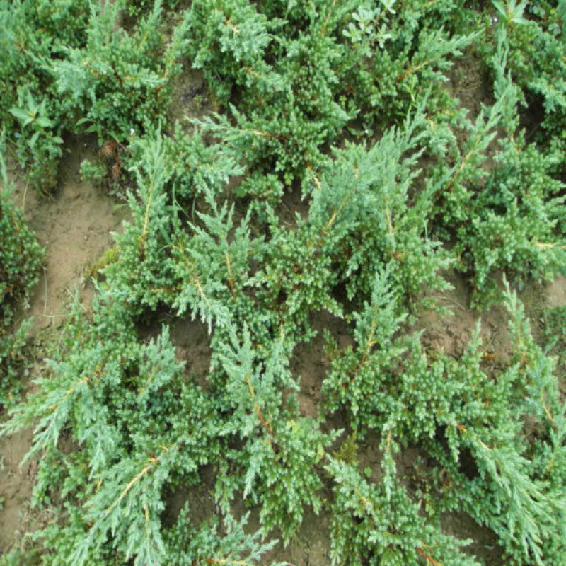 |ذС硢@ֵرG䁵ذؘ硢ļࡢذ