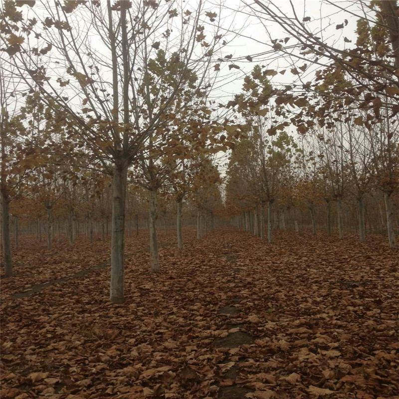 ̈@־GͩN@ľе䡢^~Gֲ