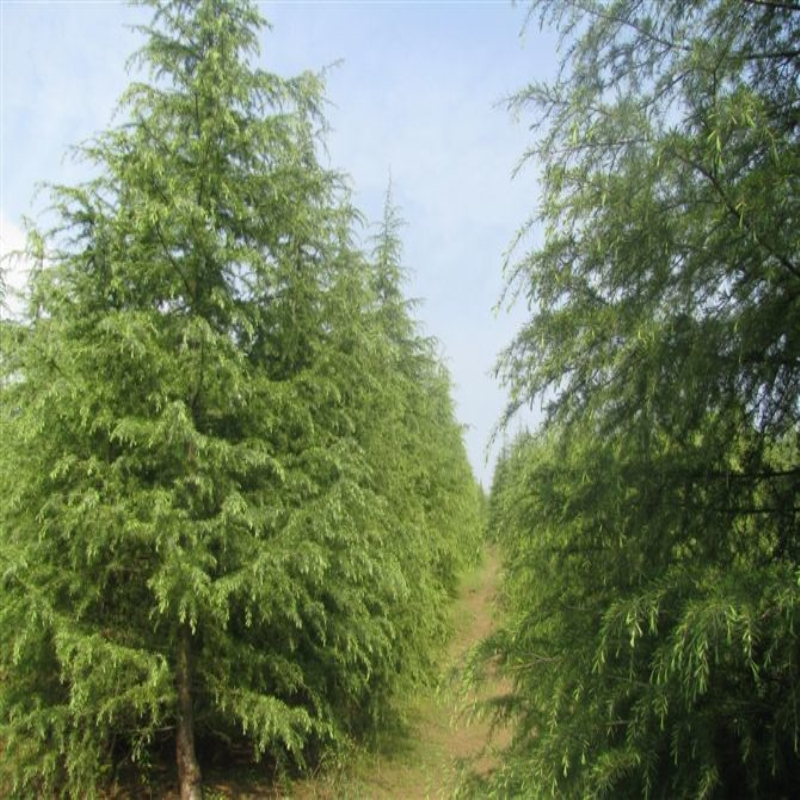 l(f)ѩɡѩ硢ļɘ(sh)硢@־Gľ