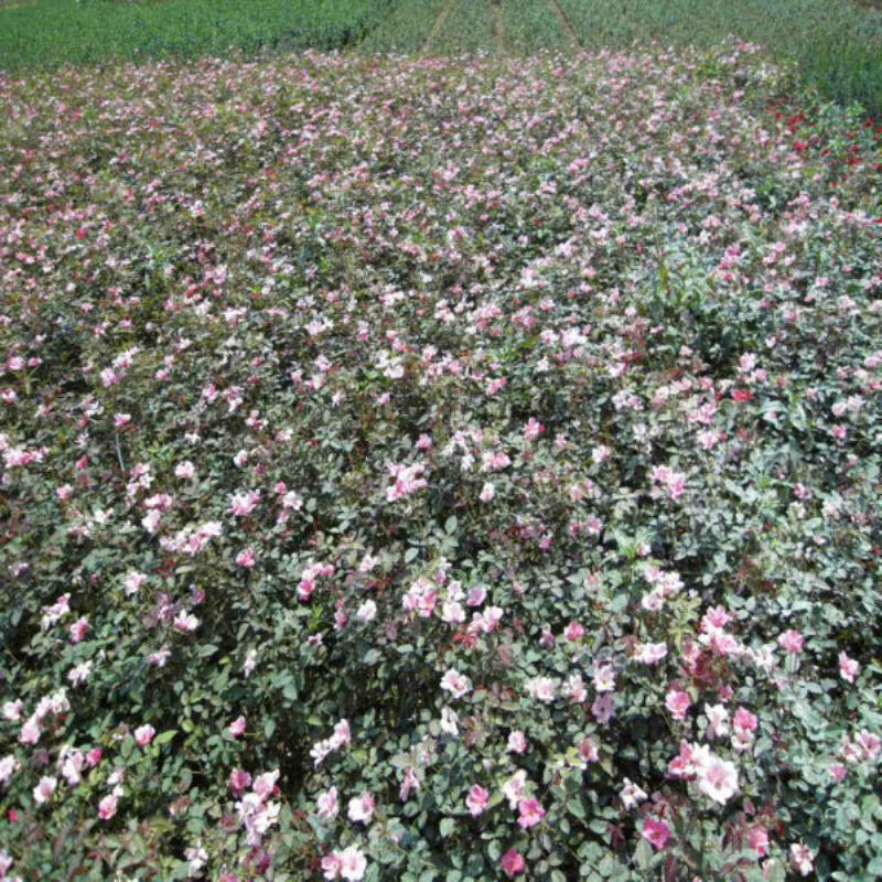 l(f)(yu)|(zh)¼ƷN¼硢Ǥ紲ƷN2-3