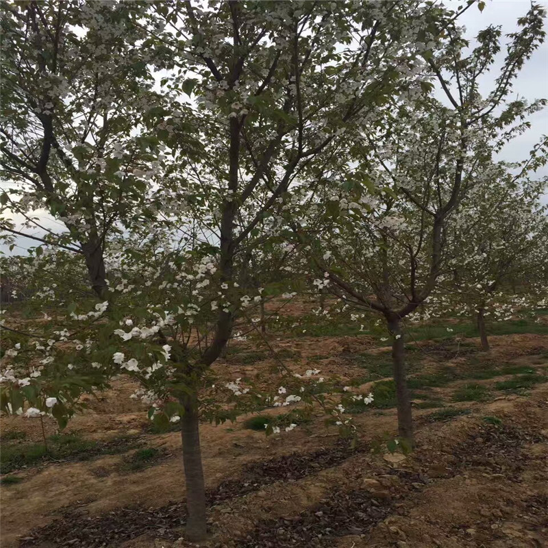 ֱNΙј硢ͥԺ@֡GľҎȫ󃞻