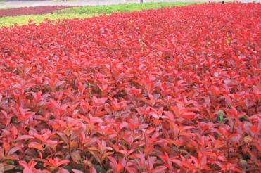 t~ʯС硢t~ʯ50-300֡t~ʯ骘(sh)