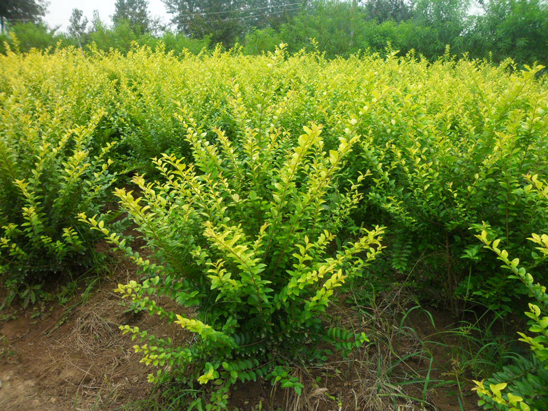 ~Ůؑ~ŮؑС硢~Ůؑ