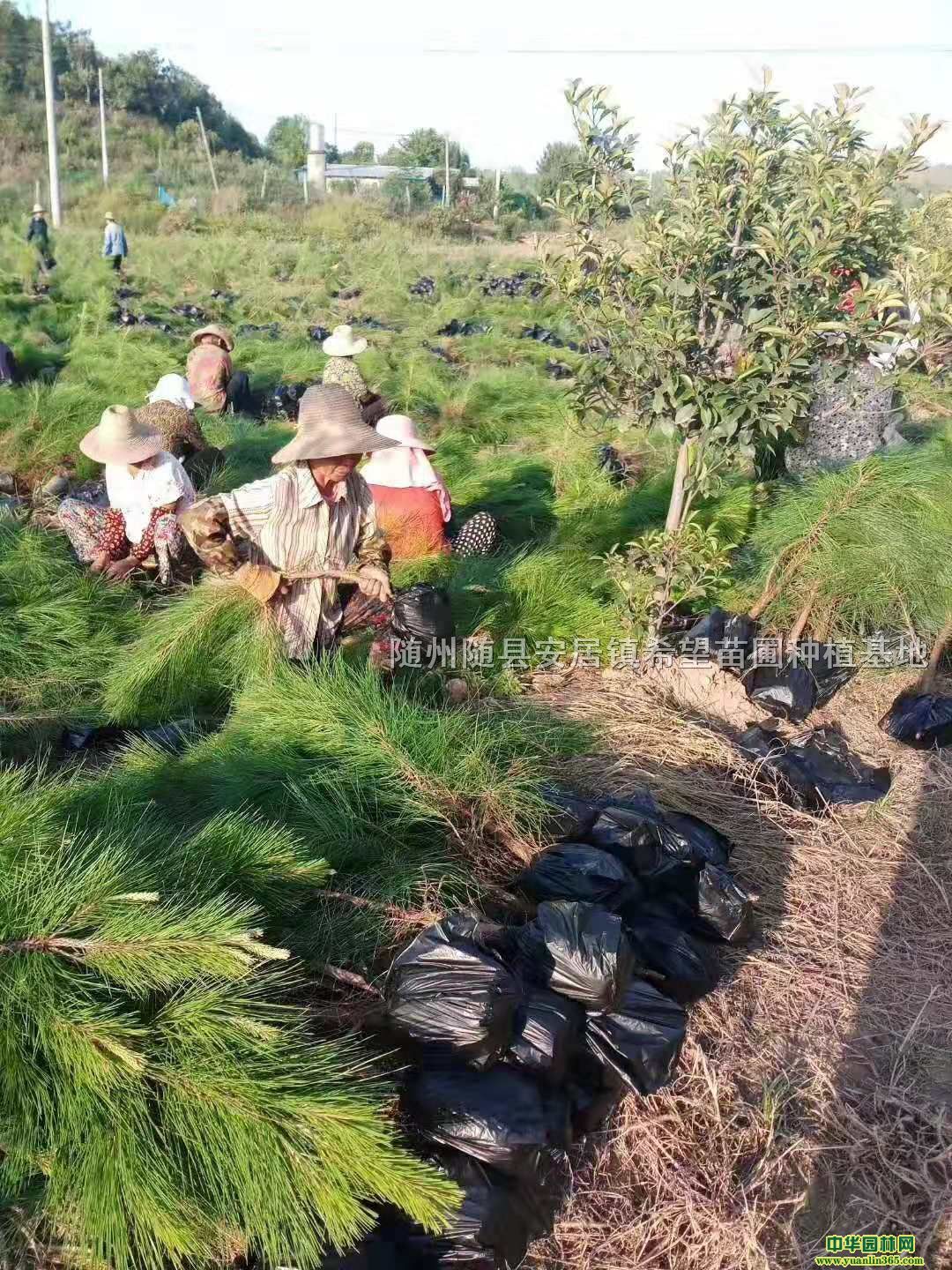 280-100cm硢С硢r񌍻