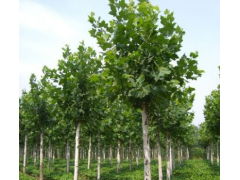 ͩr񡢹ͩ15֡12ַͩr