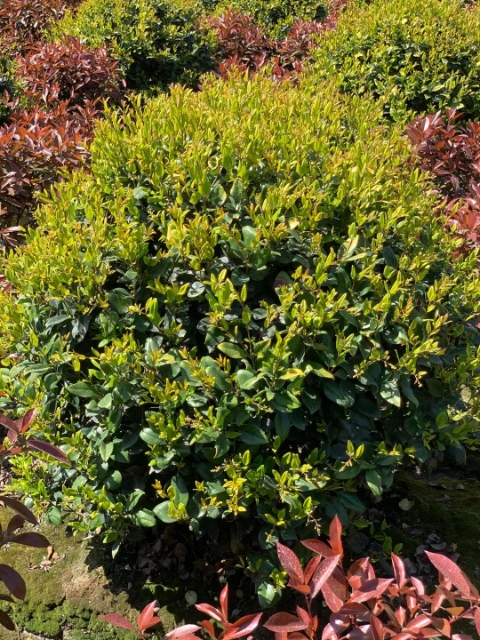 ɭŮؑ80-250ɭŮؑСë