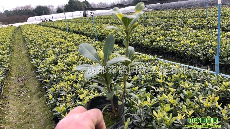 ͩС硢ɶͩء20ָߺͩ