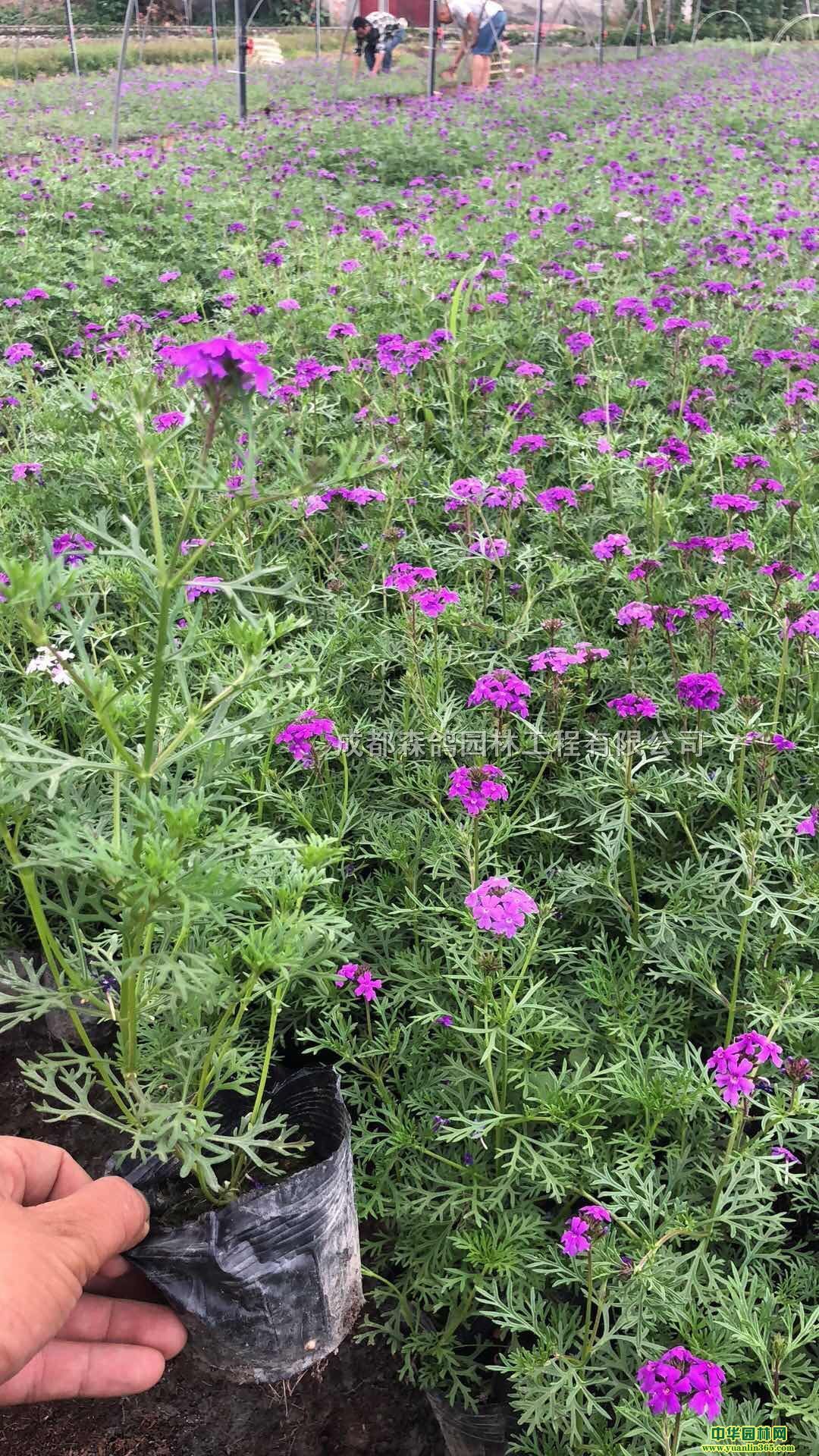 ŮѱŮѸ߶ȡŮѱ20-25ֻ