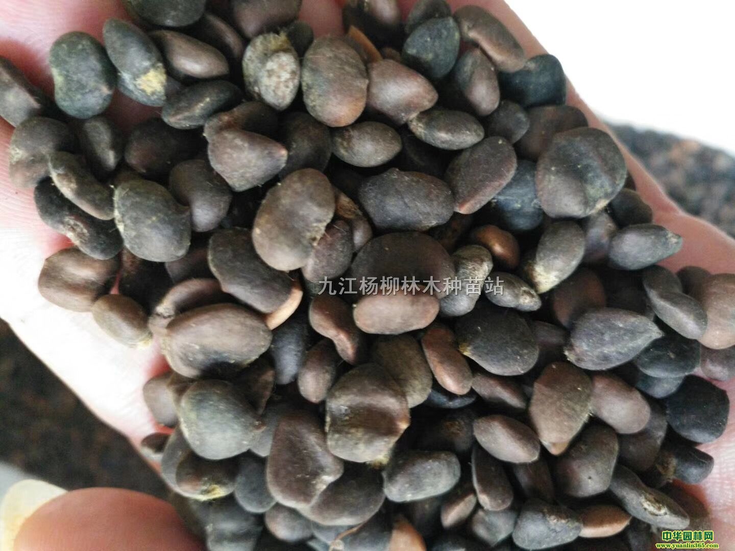 mNӡ·NӃr񡢰mNӮaع؛r