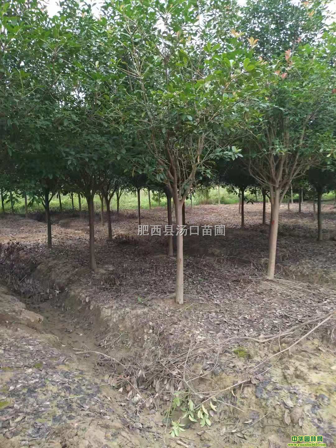 8ּt~ʯ骘䡢10ּt~ʯ骘䡢200Ԫ